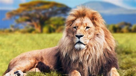 beautiful lion images hd|free lion pictures to print.